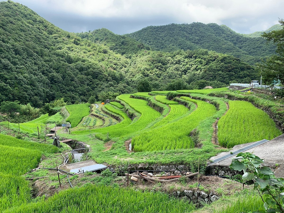 22年 中山千枚田 行く前に 見どころをチェック トリップアドバイザー