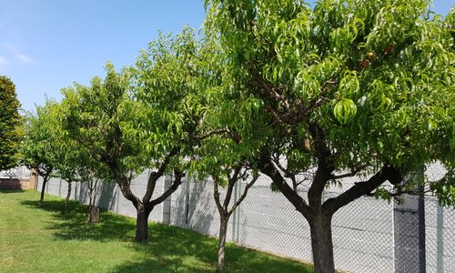 ALBERI