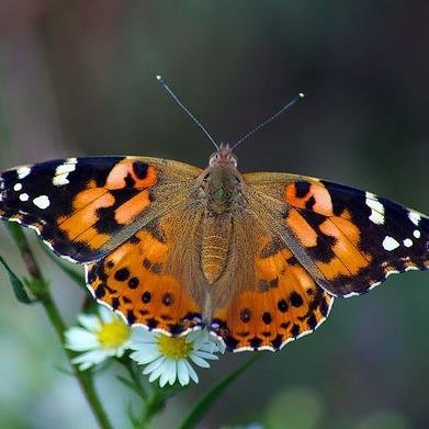 The Maui Butterfly Farm