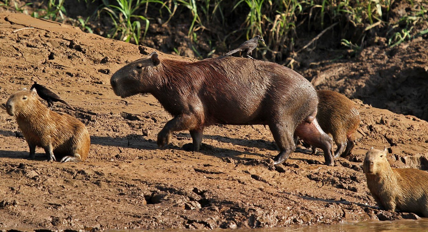 TAMBOPATA WILD Reviews, Photos