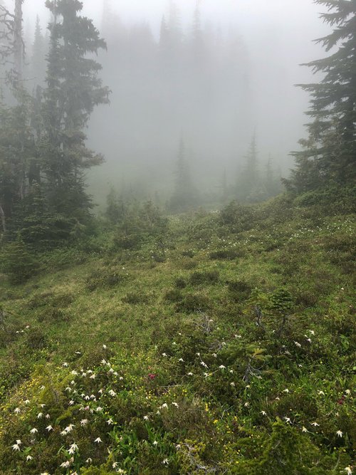 Mount Rainier National Park Senoreme review images