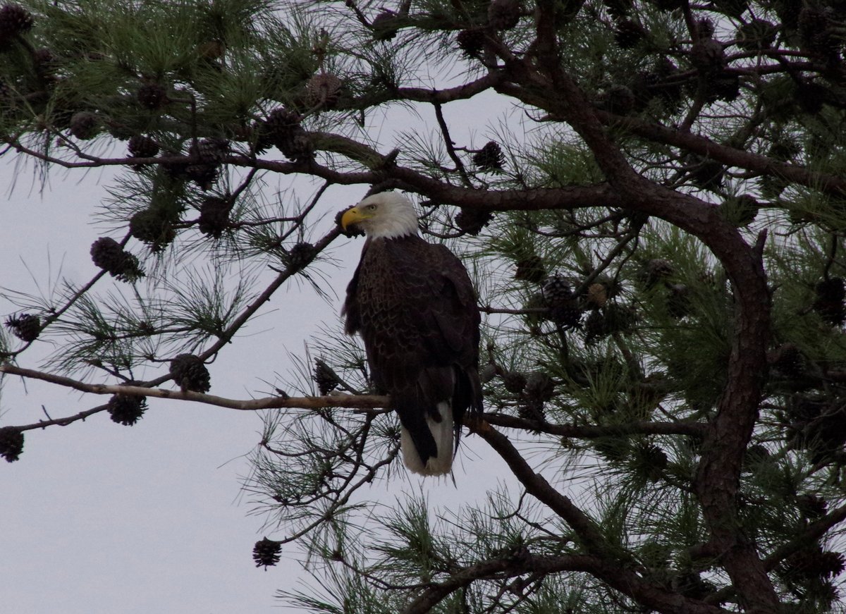 Birding By Boat on the Osprey - All You Need to Know BEFORE You Go (2024)