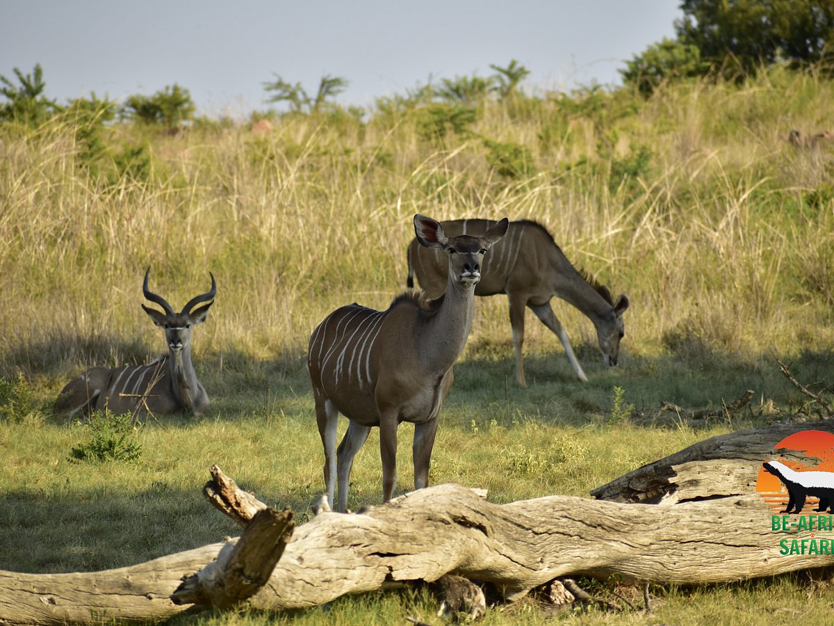 safaris out of johannesburg