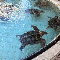 Shimoda Aquarium - All You Need to Know BEFORE You Go