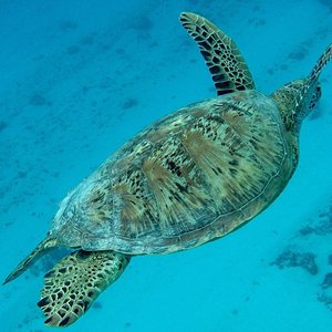 Le lagon vivant de DREAM ISLAND