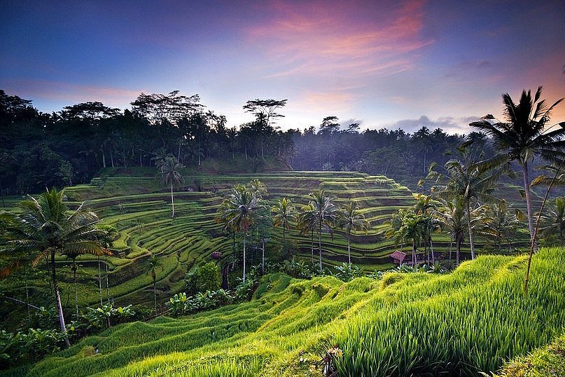 Online Bali Tours image