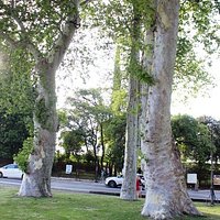 London planes (Platani monumentali)