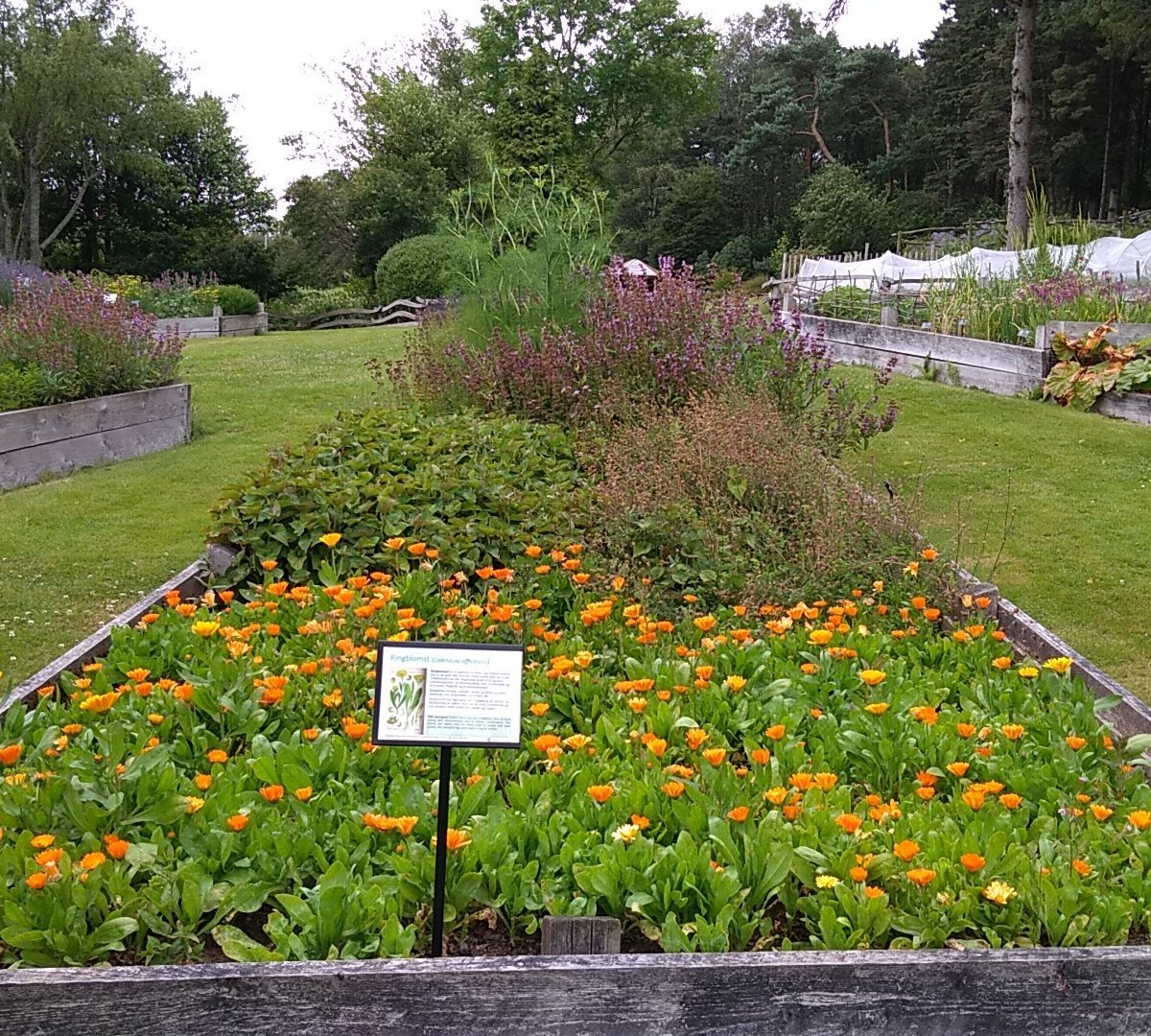 Stavanger Botanical Garden, Ставангер: лучшие советы перед посещением -  Tripadvisor