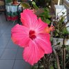 Corina G