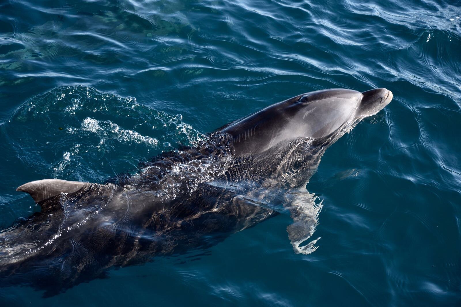 Galapagos Sharksky Travel & Conservation (2025) - All You