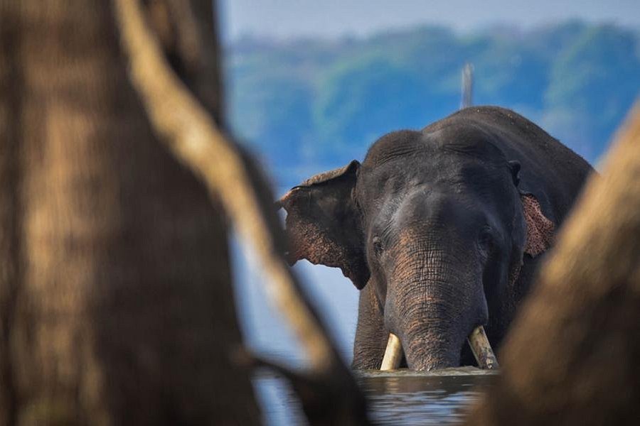Wildlife Tours Sri Lanka image