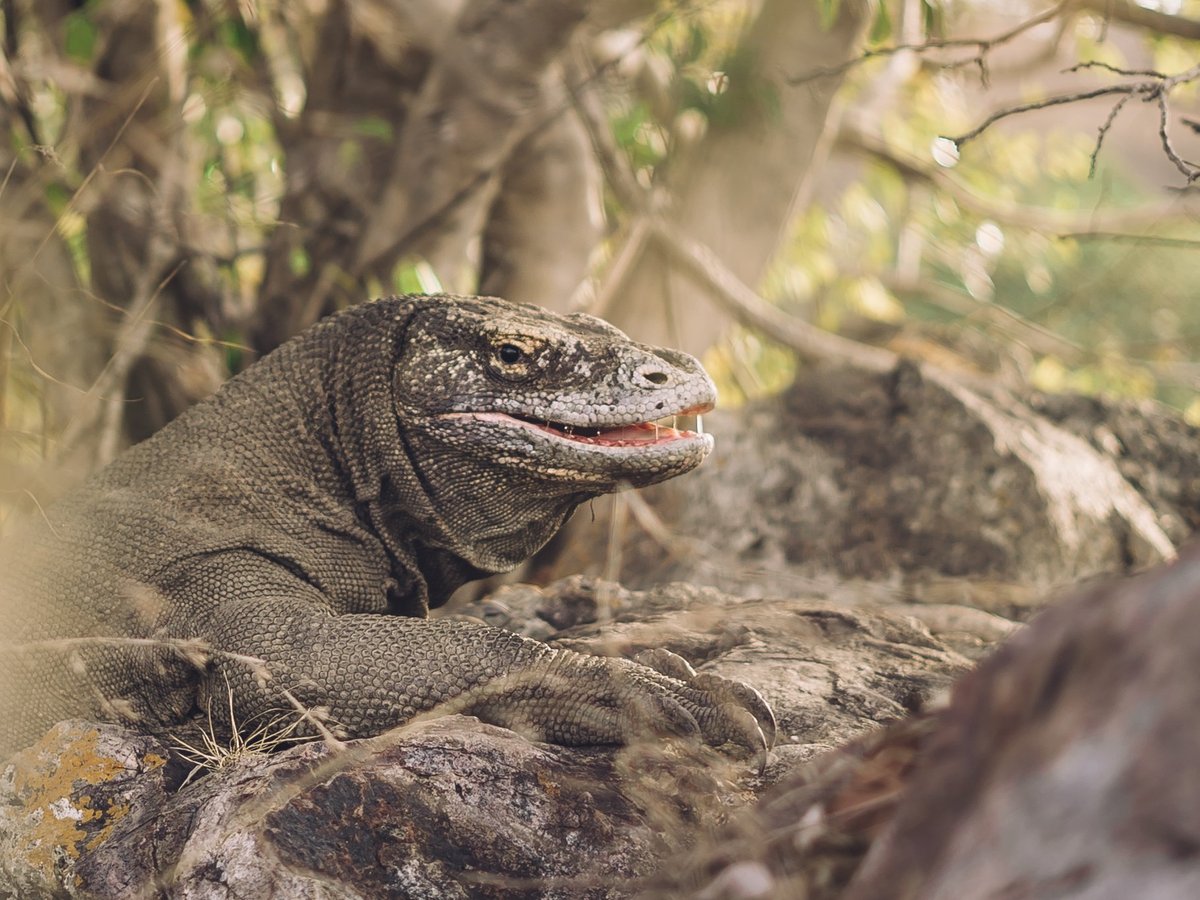 Discovery Komodo Adventure - All You Need to Know BEFORE You Go (2024)