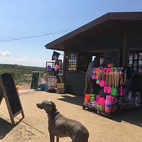 Regular visitor, Polly the dog, at Brancaster Beach Kiosk, Norfolk, UK