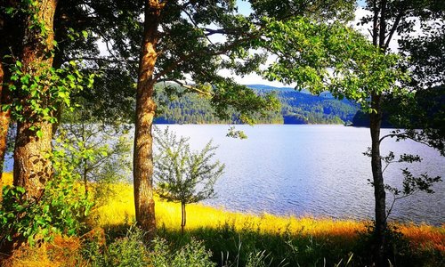 Good morning 🌲🐄🐂🌲🦔🌲🌸🌲🌲