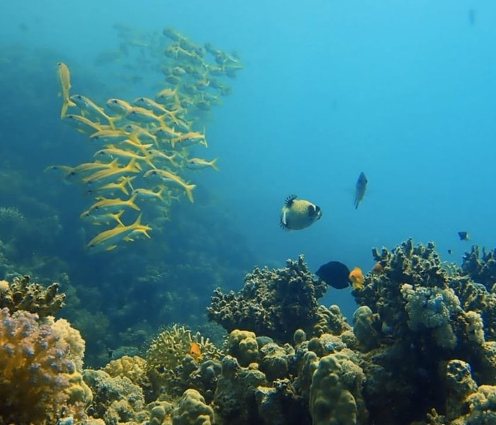 探索红海和西奈半岛_图1-10