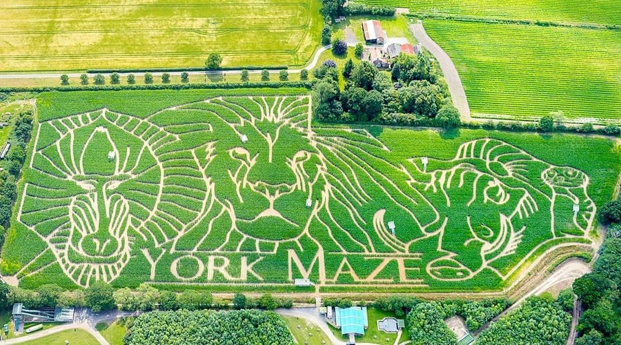 2019's tribute to the Lion King!