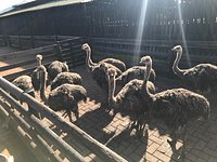 تعليقات حول Cape Point Ostrich Farm كيب تاون المركزية جنوب أفريقيا Tripadvisor