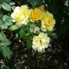 Rosaole