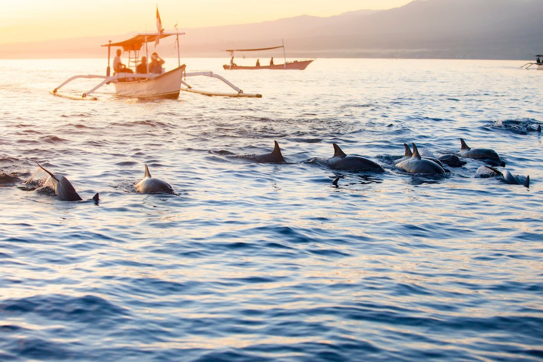 Dolphins in natural habitat during sunrise