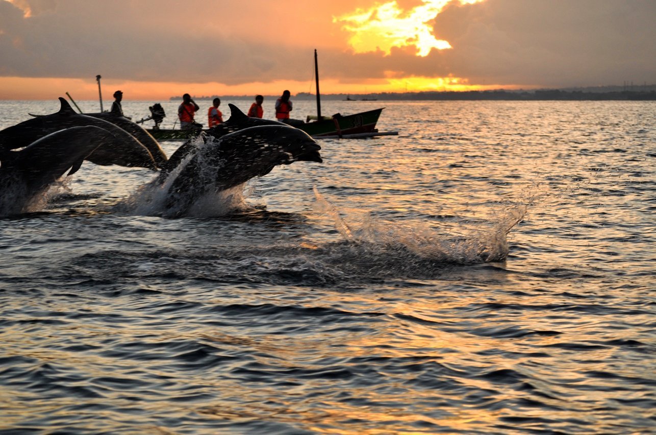 Dolphins in natural habitat during sunrise