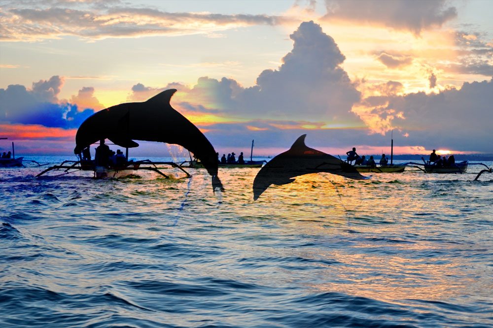 Bali Dolphin Watching Tour - All You Need To Know BEFORE You Go (2024)