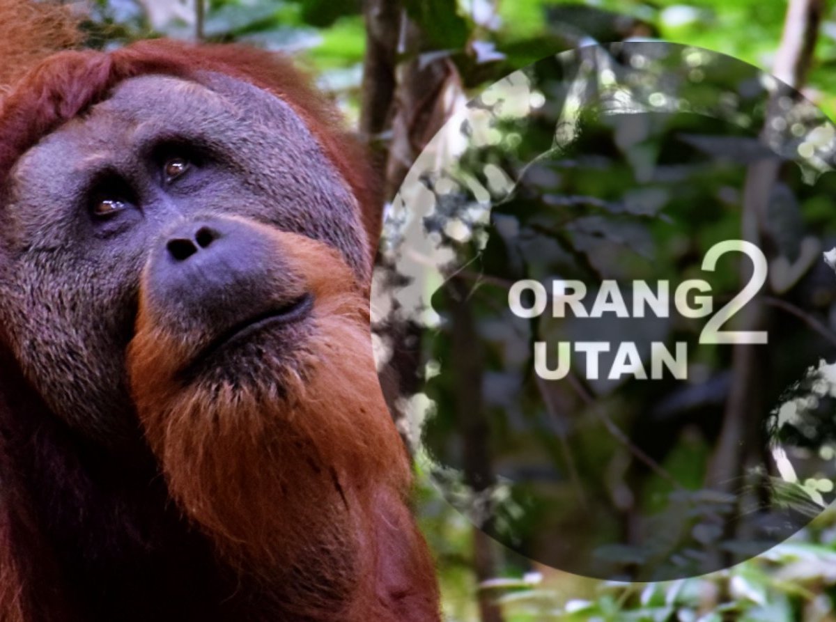 Orang 2 Utan - All You Need to Know BEFORE You Go (2024)