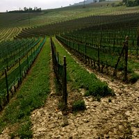 Vineyard ready for the growing season