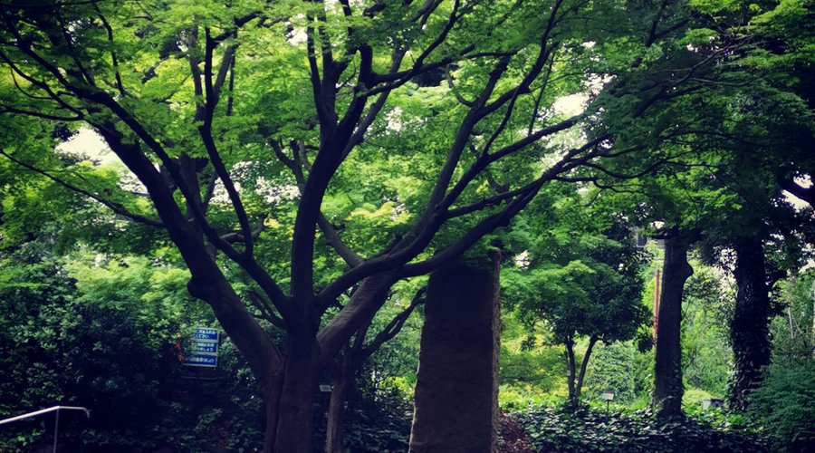 紅葉山公園は初めて、よりました。
きのうはスポーツクラブの帰りに紅葉山公園によりました。
紅葉がけっこう綺麗でした。
またいこうかな？