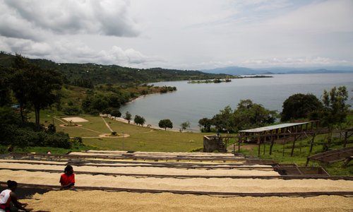 Kinunu is located in Rutsiro district, in the western province of Rwanda. This green area that runs along the shores of Lake Kivu and is popularly known for producing high-quality coffee. In addition to being an agricultural area, Kinunu is the base camp for the Congo Nile Trail which offers an exciting hiking experience.