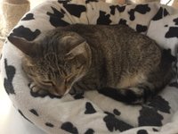 THE MAD CATTER CAT CAFE, Eastbourne - Restaurant Reviews, Photos & Phone  Number - Tripadvisor