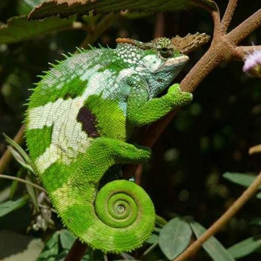 usambara chameleon safaris. image