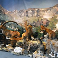 À la rencontre des animaux alpins