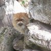 ふれ