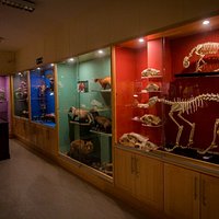 Some of our long standing cabinet displays showing a representative of each of the main animal clades.
