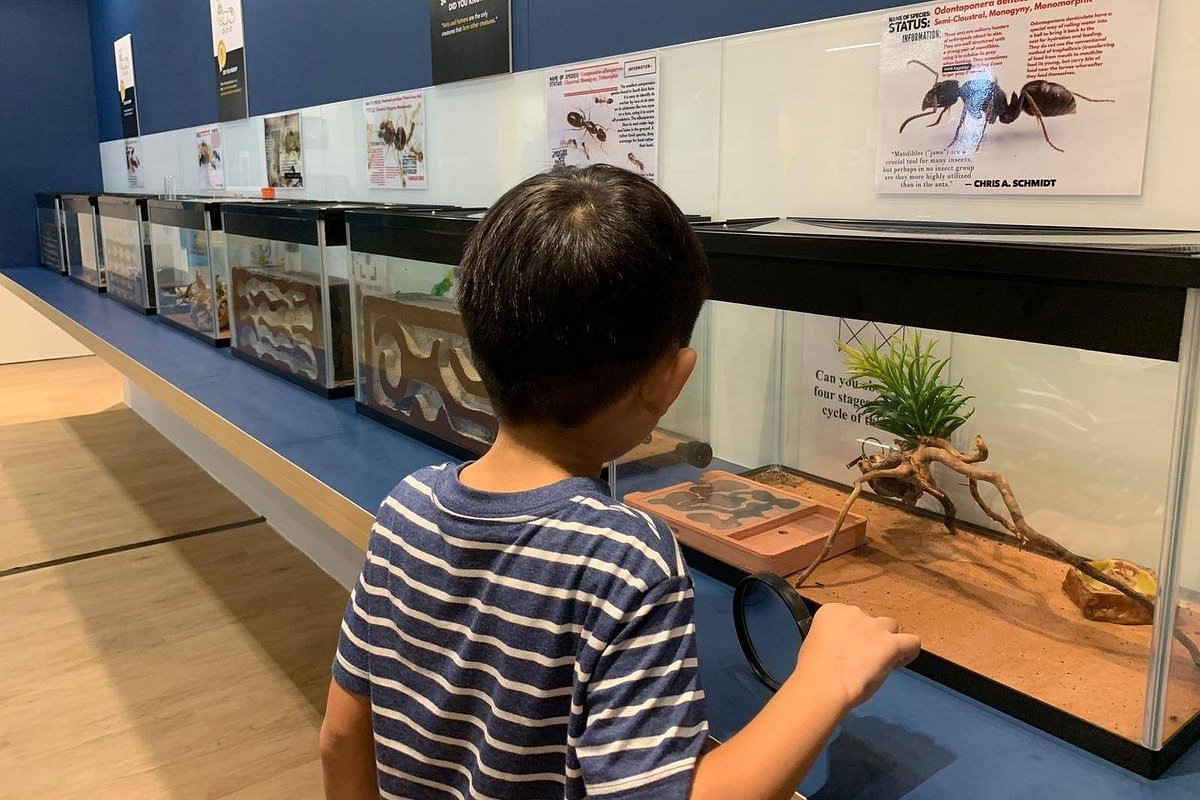 The Singapore Ants Exhibition, Сингапур: лучшие советы перед посещением -  Tripadvisor