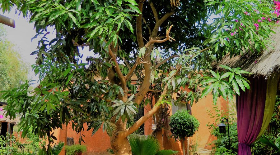 Le jardin