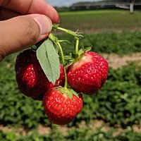strawberries