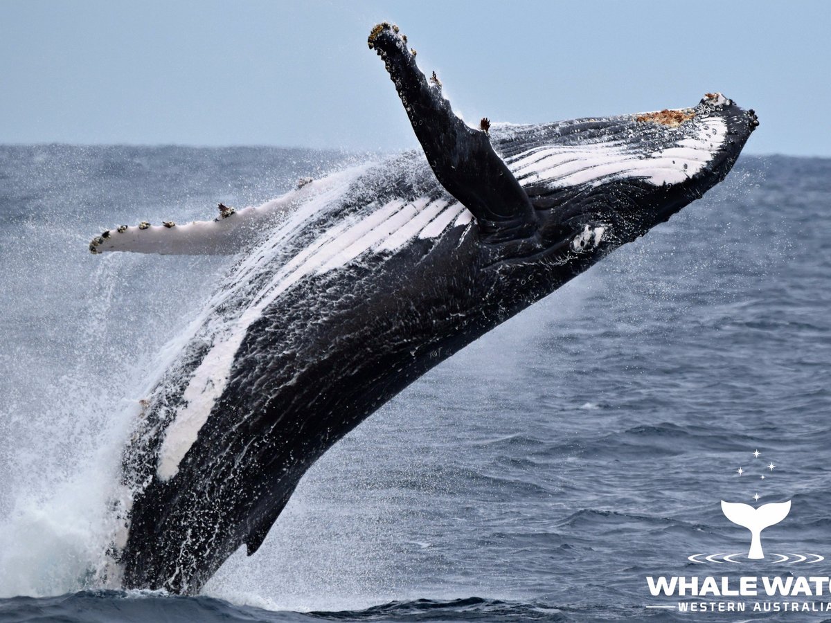 Whale Watch Western Australia (Augusta) - All You Need to Know BEFORE ...