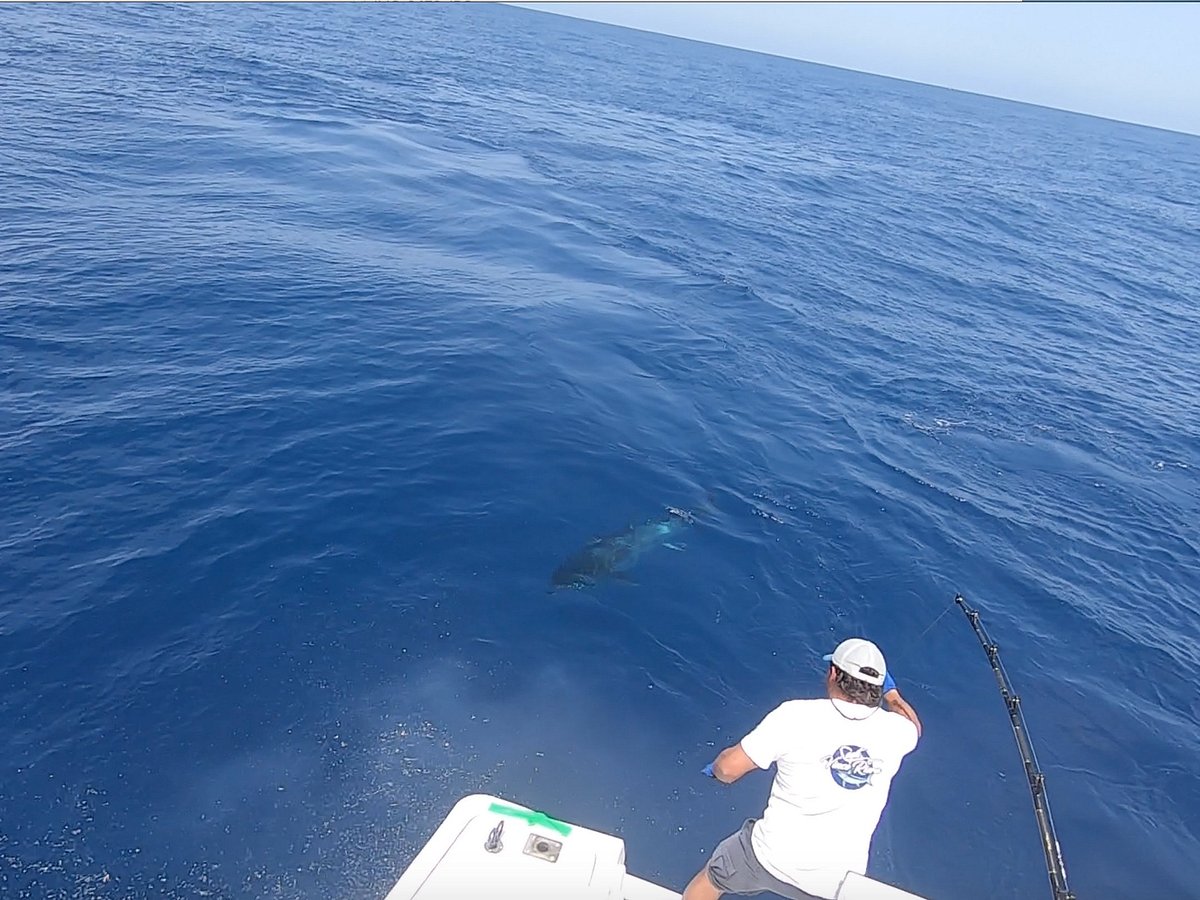 Las mejores ofertas en Todos los carretes de pesca Agua salada Ocean City  de agua salada