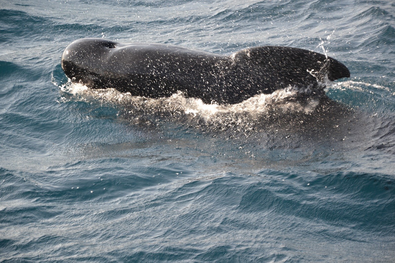 Whale Watch Tarifa - All You Need to Know BEFORE You Go (2024)