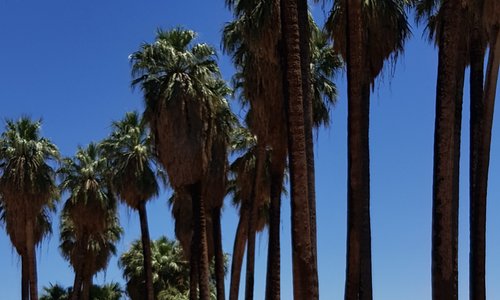 Coachella canyon oasis