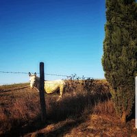 Azienda Agricola Fior di Montalcino della famiglia Chironi vi aspetta per accogliervi nel nostro mondo