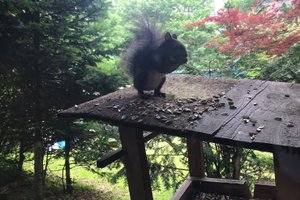 客室 & スイート