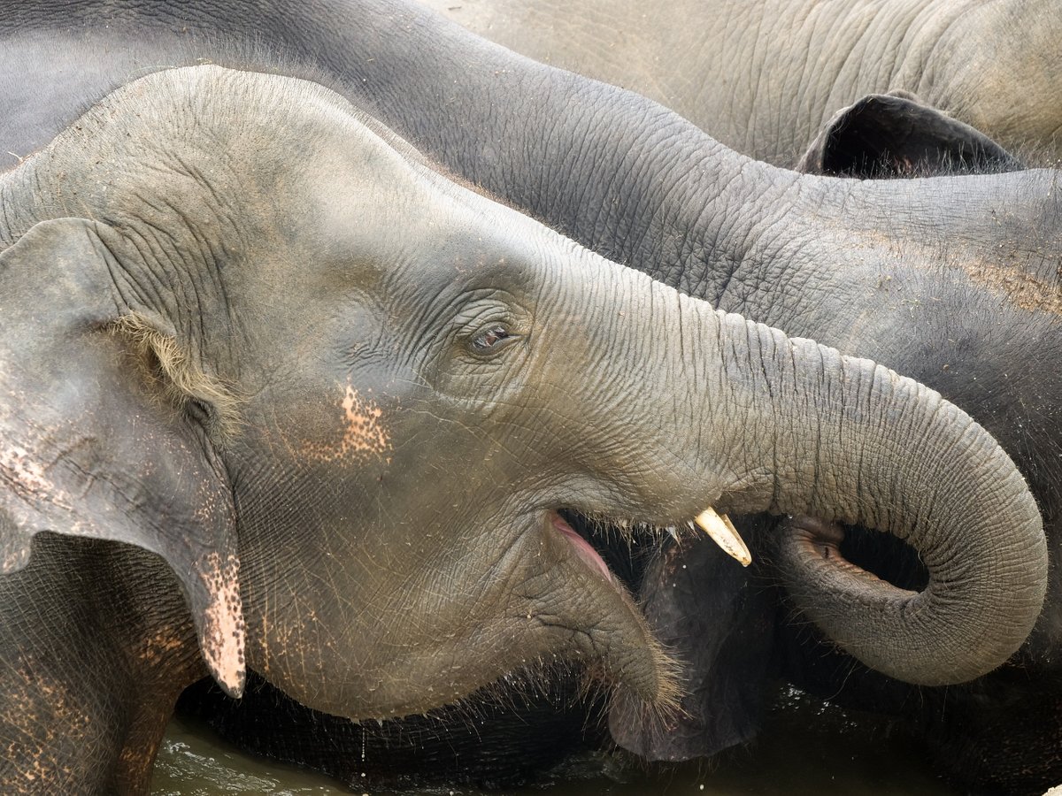 Слоны на самуи. Samui Elephant Spa.