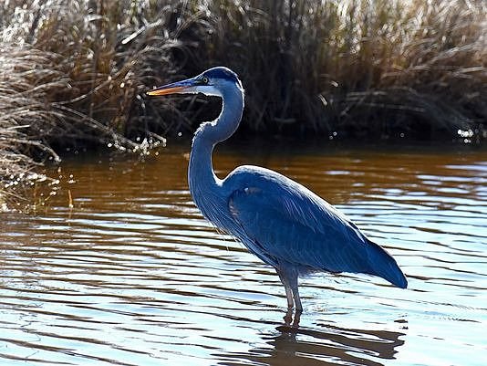 BLUE HERON RV PARK - Updated 2024 Campground Reviews (Iowa, LA)