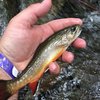 WVAngler