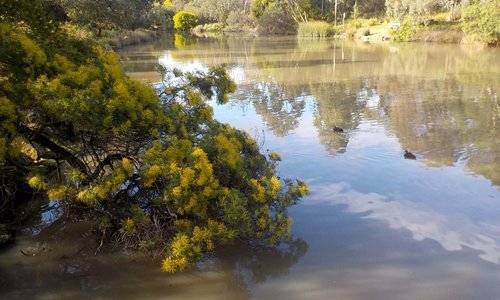 wattles in bloom - late July