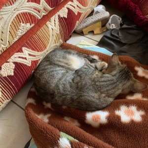 Appartement numéro 1  Plein de cafard , les draps sale à cause de chat qui rentre par la fenêtre , très déçu je n’y retournerai plus