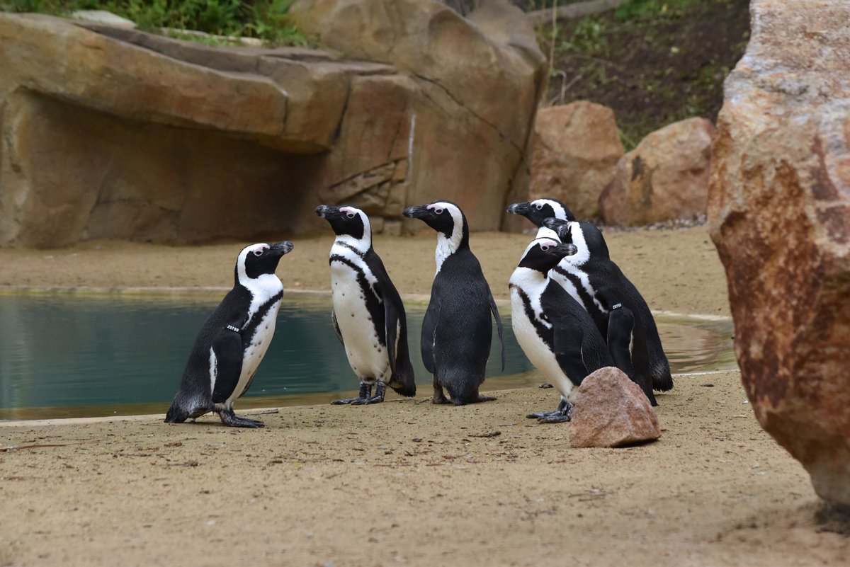 Usti Nad Labem Zoo, Усти-над-Лабем: лучшие советы перед посещением -  Tripadvisor