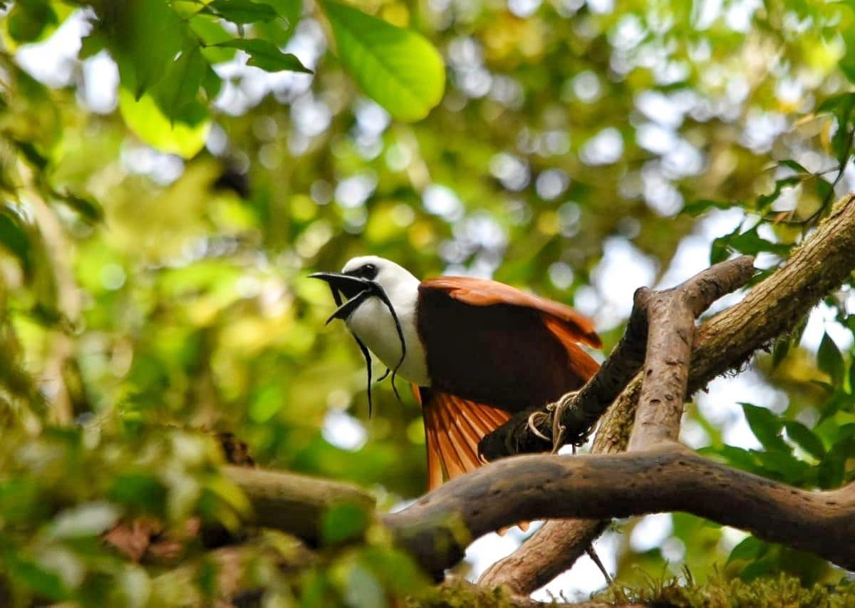 REFUGIO DE VIDA SILVESTRE MONTEVERDE (Puntarenas) - All You Need to ...